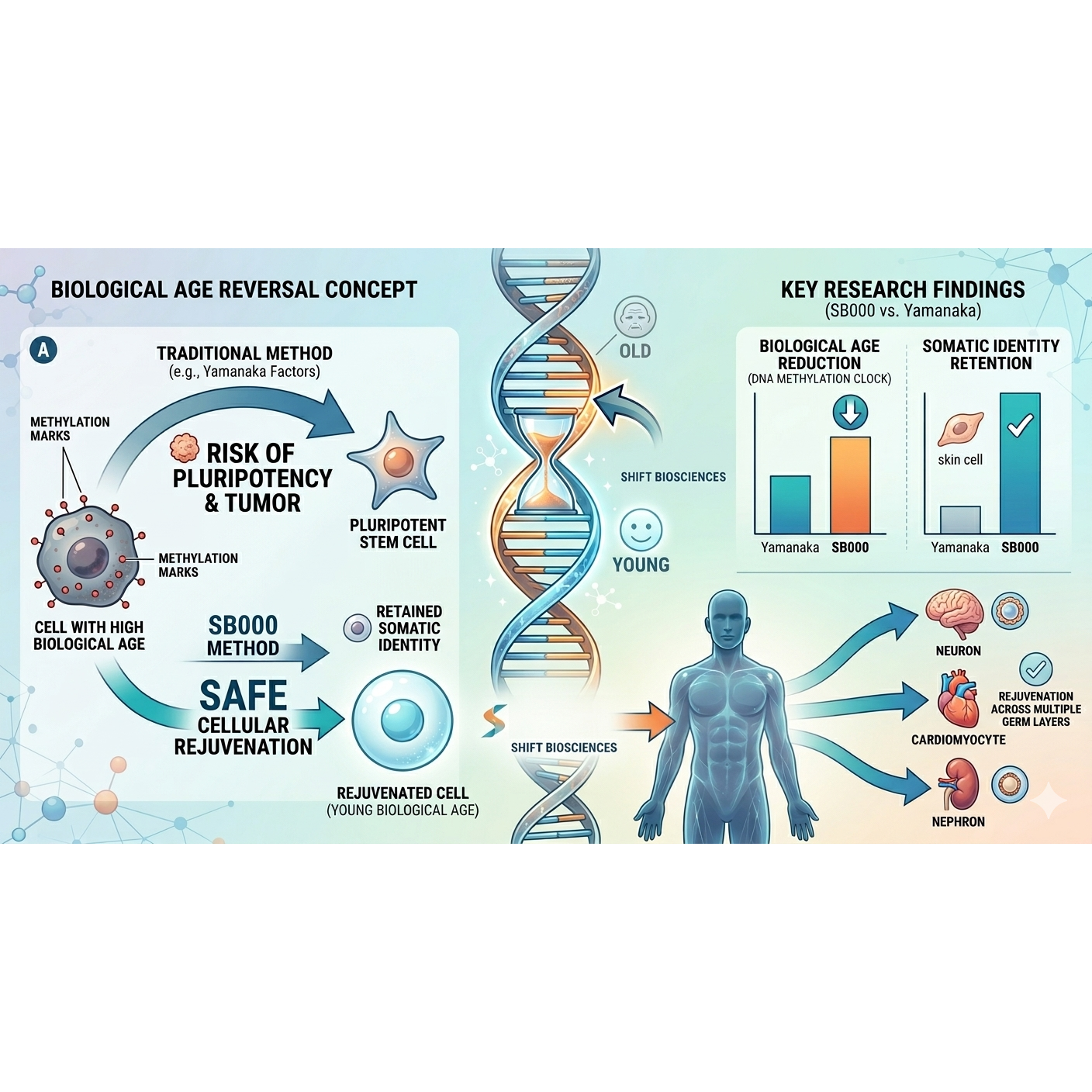Reversing Biological Age: The SB000 Gene Breakthrough
